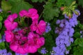 Pelargonium over purple group flowers - from on high