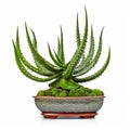 Highly Detailed Aloe Vera Foliage In Symmetrical Arrangement