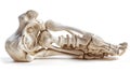 A highly detailed, artistic rendition of a human skeleton lying on its side, in a carved, ornate style on a white background