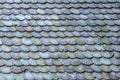 Background of scallop shells