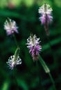 Highly detailed blooming summer Plantago flower. Hoary plantain beautiful forest wild blooms