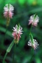 Highly detailed blooming summer Plantago flower. Hoary plantain beautiful forest wild blooms