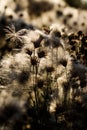 Highly detailed close up of dry perennial sow thistle flowers. Beautiful forest Sonchus arvensis fluffy flowerheads.