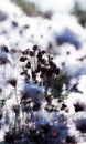 Highly detailed close up of dry perennial sow thistle flowers. Beautiful forest Sonchus arvensis fluffy flowerheads.