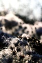 Highly detailed close up of dry perennial sow thistle flowers. Beautiful forest Sonchus arvensis fluffy flowerheads.