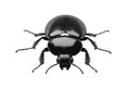 Exploring the Intricate Anatomy of a Black Beetle, A Detailed 3D Render, Revealing its Segmented Body, Powerful Leg Royalty Free Stock Photo