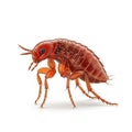 Detailed 3D Render of a Red Flea Insect on a White Background pest parasite Royalty Free Stock Photo