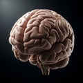 A highly detailed digital rendering of a human brain, showcasing its Royalty Free Stock Photo