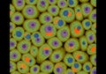 Highly detailed, digitally generated image depicting a close-up of cells. The cells display a Royalty Free Stock Photo
