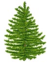 Highly detailed fir tree.