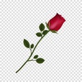 Highly detailed flower of red rose isolated on transparent background Royalty Free Stock Photo