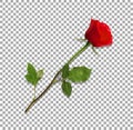 Highly detailed flower of red rose isolated on transparent Royalty Free Stock Photo