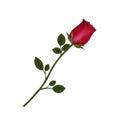 Highly detailed flower of red rose isolated on white background