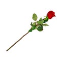 Highly Detailed Flower of Red Rose on Long Stem