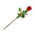 Highly Detailed Flower of Red Rose on Long Stem Royalty Free Stock Photo