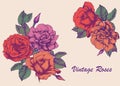 Highly detailed hand-drawn roses.