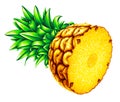 Highly detailed high quality realistic pineapple illustration