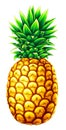 Highly detailed high quality realistic pineapple illustration