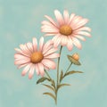 Highly Detailed Historical Illustration Of Two Pink Daisies On Turquoise Background