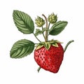 Detailed Botanical Illustration Of A Strawberry With Leaves