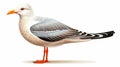 Highly Detailed Illustration Of A Standing Seagull