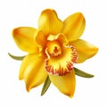 Vibrant Yellow Laelia Orchid Flower Clipart On White Background Royalty Free Stock Photo