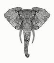 Highly detailed illustrator of elephant