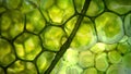 A highly detailed image of the chloroplasts of a freshwater algae showing the intricate network of membranes and pigment