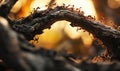 A highly detailed macro photograph of a team of ants working together to construct a bridge using their bodies.