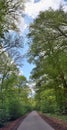 Highly detailed natural forest landscape in a high resolution panorama seen in northern europe