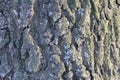 Highly detailed old oak tree bark texture, green moss. Nature`s background Royalty Free Stock Photo