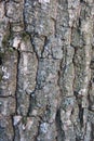 Highly detailed old oak tree bark texture, green moss. Nature`s background