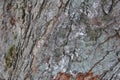 Highly detailed old oak tree bark texture, nature`s background Royalty Free Stock Photo