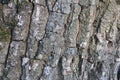 Highly detailed old oak tree bark texture, nature`s background macro photo with bokeh Royalty Free Stock Photo