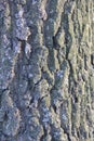 Highly detailed old oak tree bark texture, nature`s background macro photo with bokeh