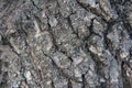 Highly detailed old oak tree bark texture, nature`s background macro photo with bokeh Royalty Free Stock Photo