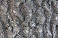 Highly detailed old oak tree bark texture, nature`s background macro photo with bokeh Royalty Free Stock Photo