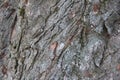 Highly detailed old oak tree bark texture, nature`s background Royalty Free Stock Photo