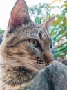 Highly detailed photo of the face of the gray cat in the backyard. Gray cat's face in focus.