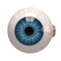 Detailed close up view of a realistic human eyeball with vibrant blue iris isolated on white background Royalty Free Stock Photo