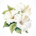 White Hibiscus Flower Painting On White Background - Realistic Victorian-inspired Illustration