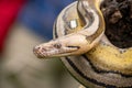 Highly detailed reticulated python showcasing rare tiger mottle platinum sunfire genetics Royalty Free Stock Photo