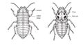 Entomological drawing of two segmented insect forms Royalty Free Stock Photo