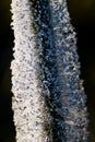 Highly detailed single blooming summer Plantago flower.