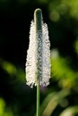 Highly detailed single blooming summer Plantago flower.