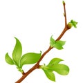 Highly detailed spring branch