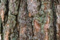 Highly detailed tree bark texture, background nature Royalty Free Stock Photo
