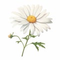 Highly Detailed Watercolor Daisy Flower Illustration On White Background Royalty Free Stock Photo