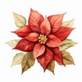 Highly Detailed Watercolor Painting Of A Poinsettia Flower Royalty Free Stock Photo