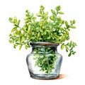 Highly Detailed Watercolor Thyme Plant In Green Vase Clipart